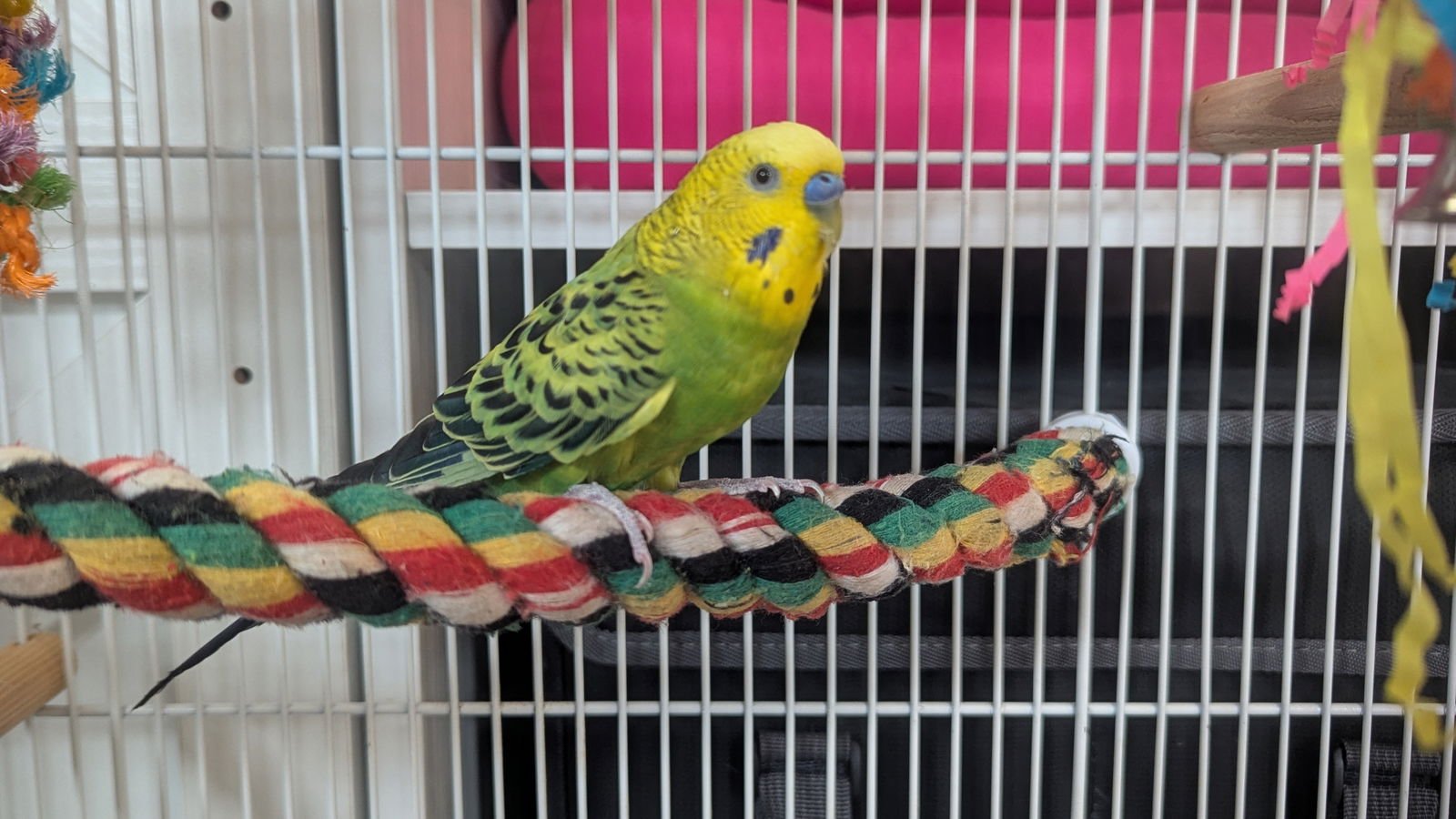SPLISH SPLASH AND SUGAR CUBE - Parakeet - Other available for adoption