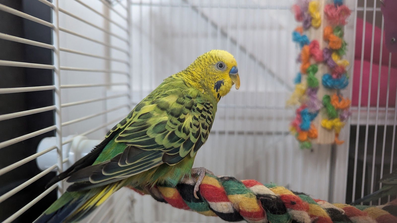 SPLISH SPLASH AND SUGAR CUBE - Parakeet - Other available for adoption
