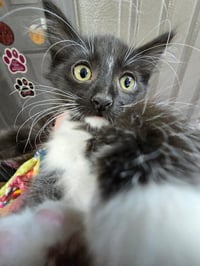Tara - Photo 1