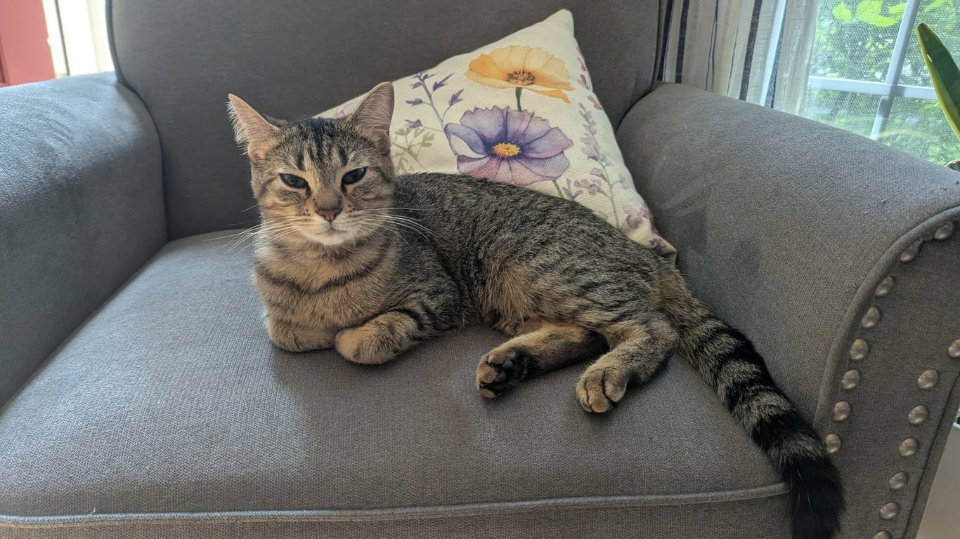 Tabitha Image