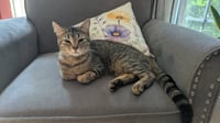 Tabitha - Photo 1