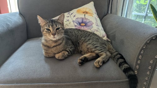 TABITHA - Domestic Short Hair available for adoption