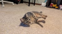 Tabitha - Photo 2