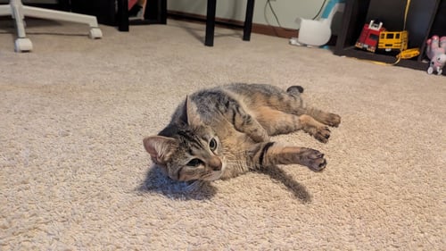 TABITHA - Domestic Short Hair available for adoption