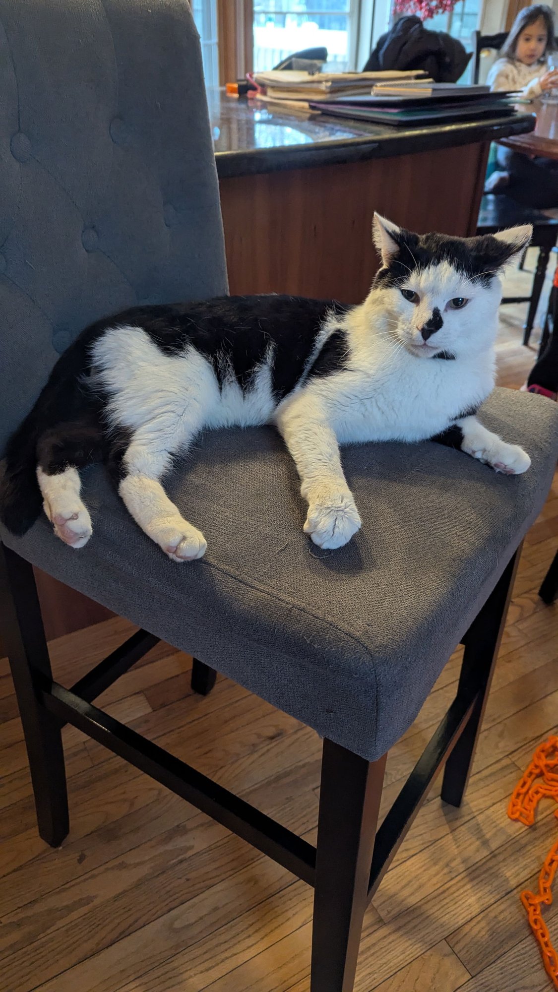 PATCHES - Domestic Short Hair available for adoption