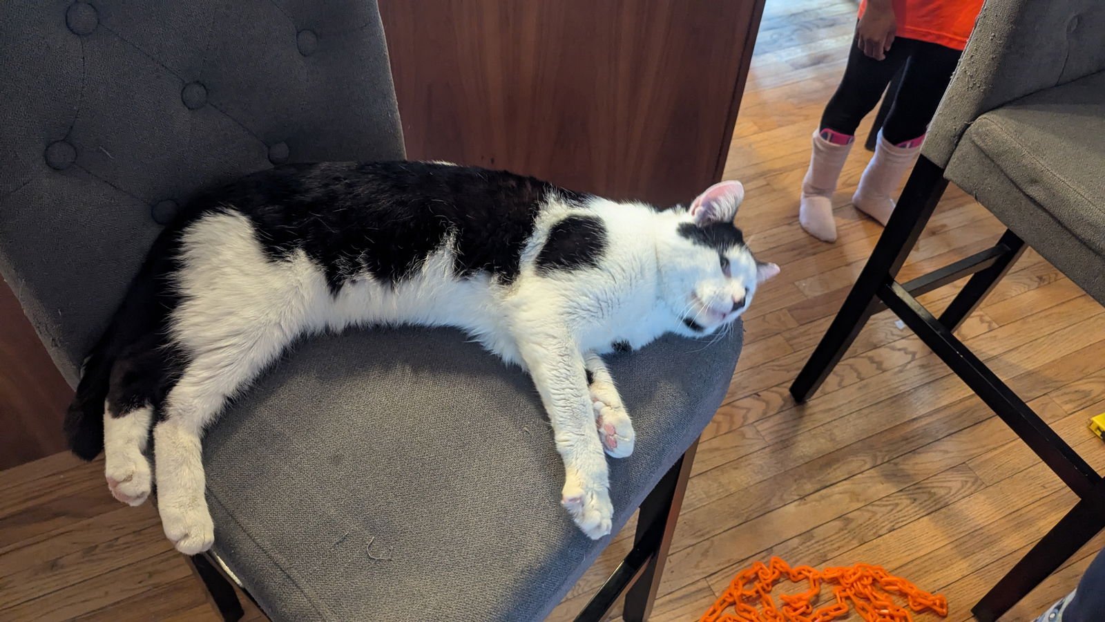PATCHES - Domestic Short Hair available for adoption