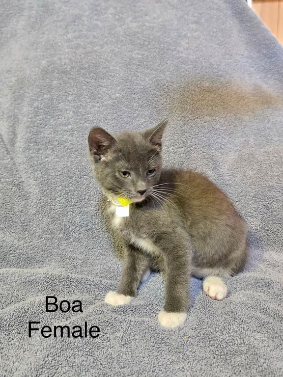 Boa Image