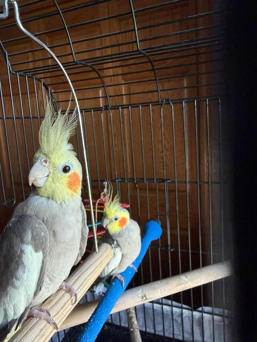 POPEYE AND OLIVE - Cockatiel available for adoption