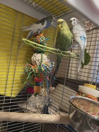 Maverick, Nova, and Malibu - Photo 1