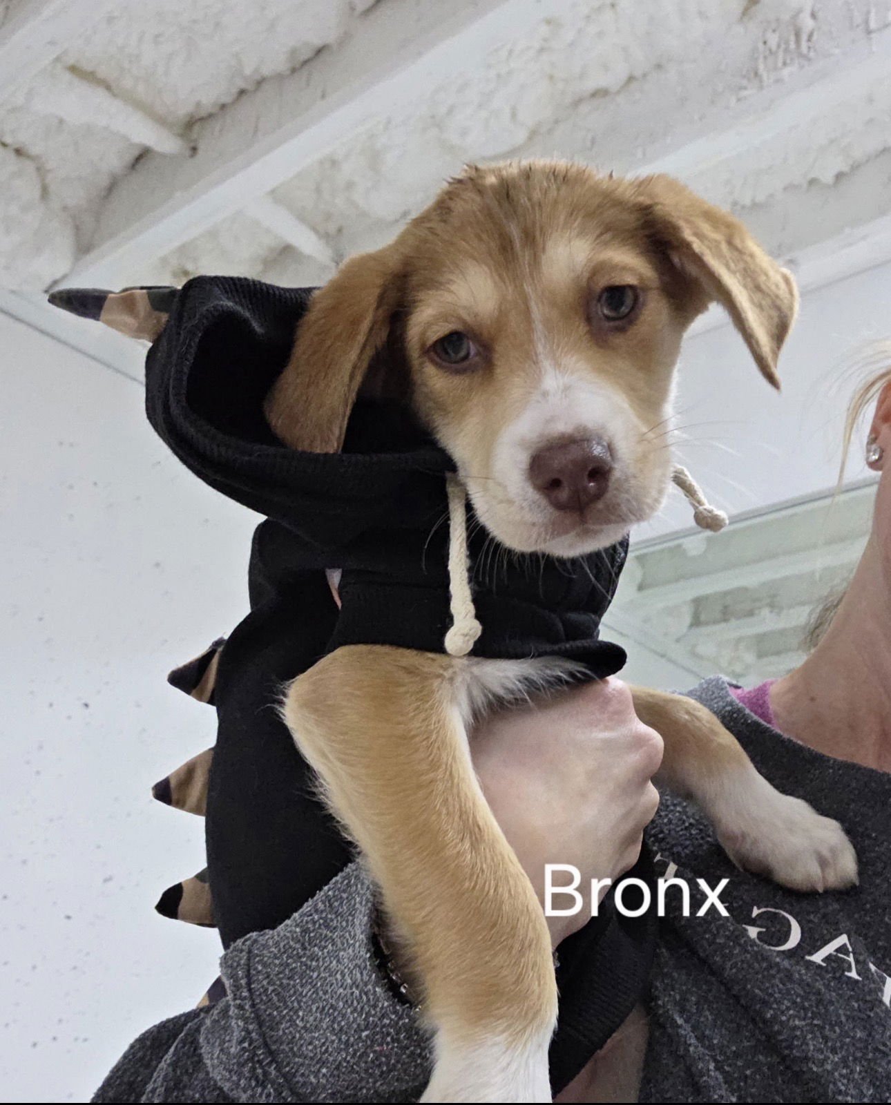 BRONX - Terrier available for adoption