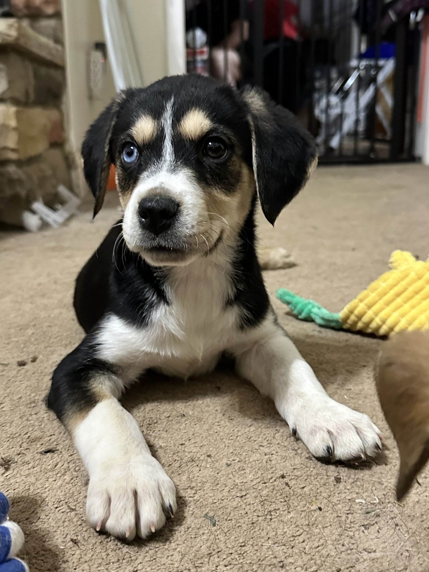 BANDIT - Terrier available for adoption