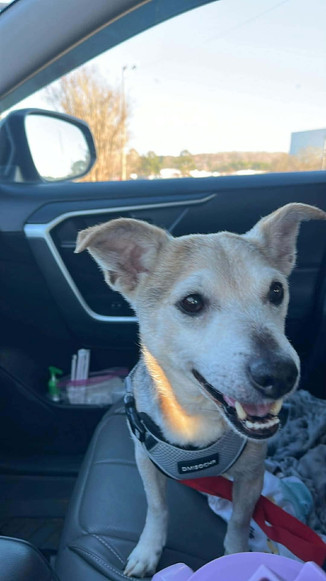 BENTLEY - Chihuahua / Terrier available for adoption