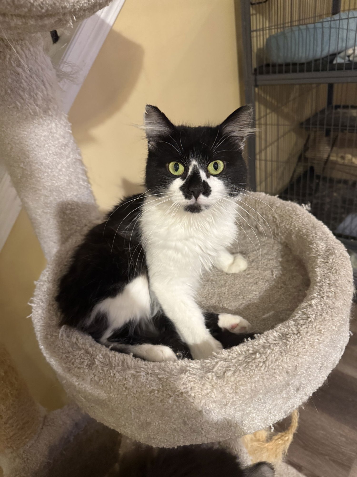 PEPE LE MEW - Domestic Medium Hair available for adoption