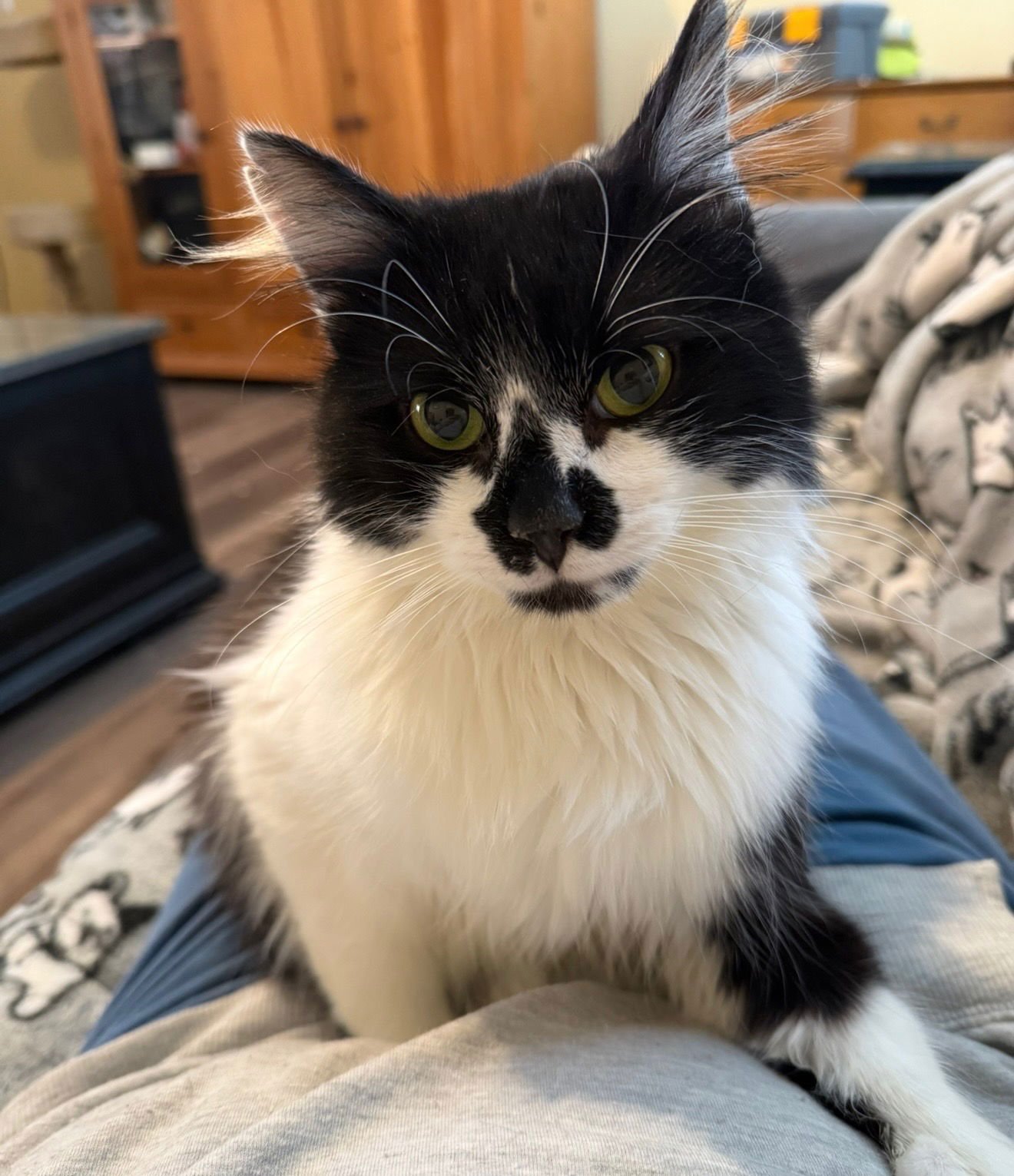 PEPE LE MEW - Domestic Medium Hair available for adoption