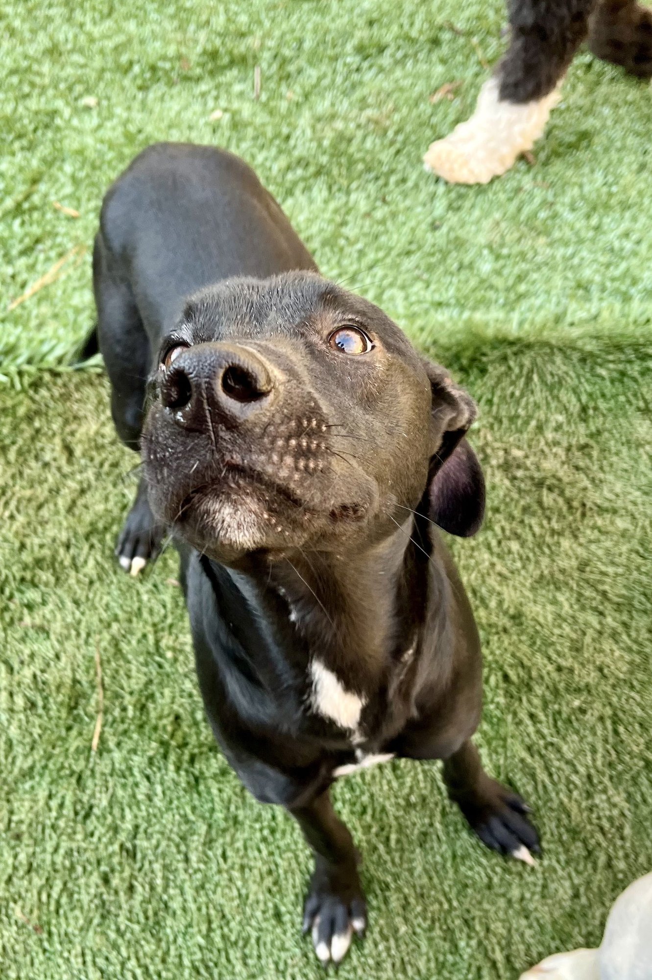 MOWGLI - Labrador Retriever available for adoption