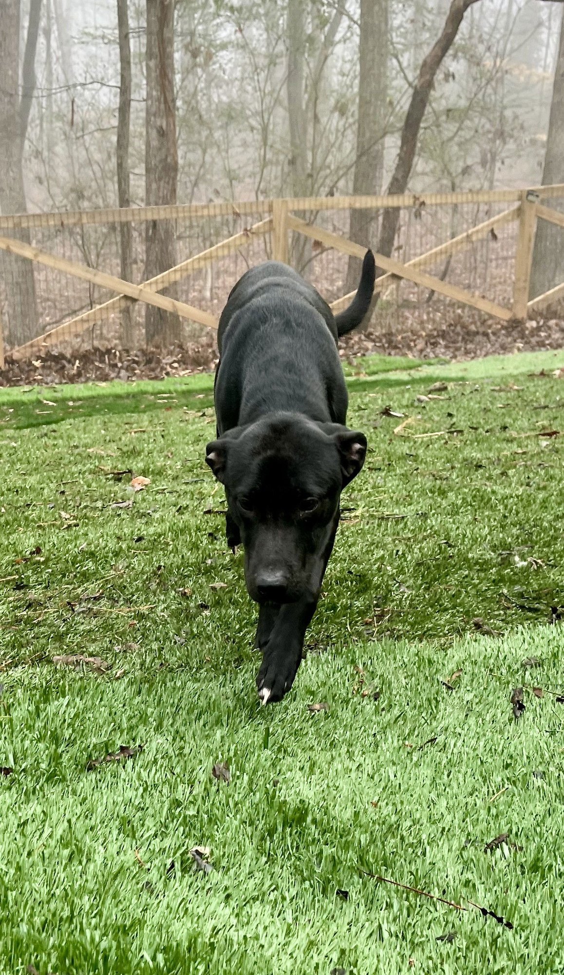MOWGLI - Labrador Retriever available for adoption
