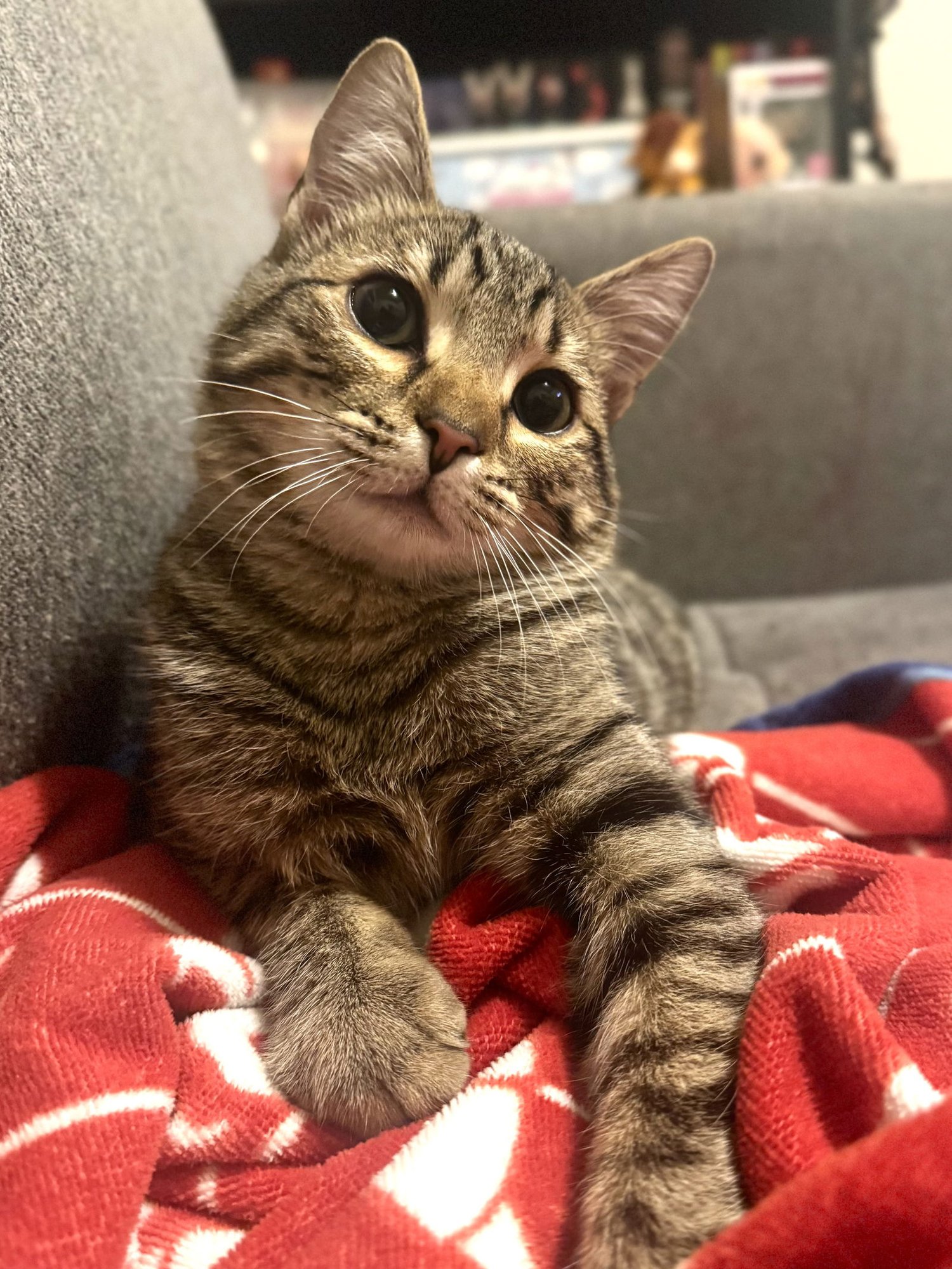 DOOR FRAME - Tabby / Domestic Short Hair available for adoption