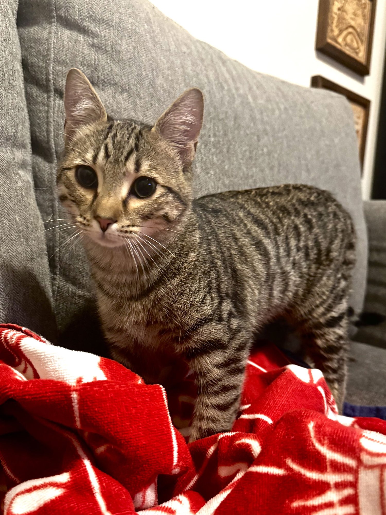 DOOR FRAME - Tabby / Domestic Short Hair available for adoption