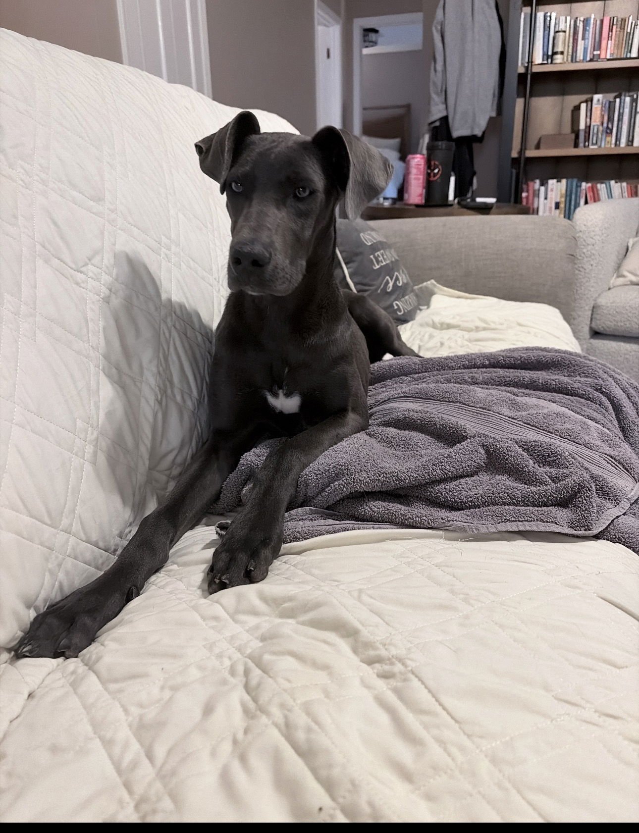 PLUM - Weimaraner available for adoption