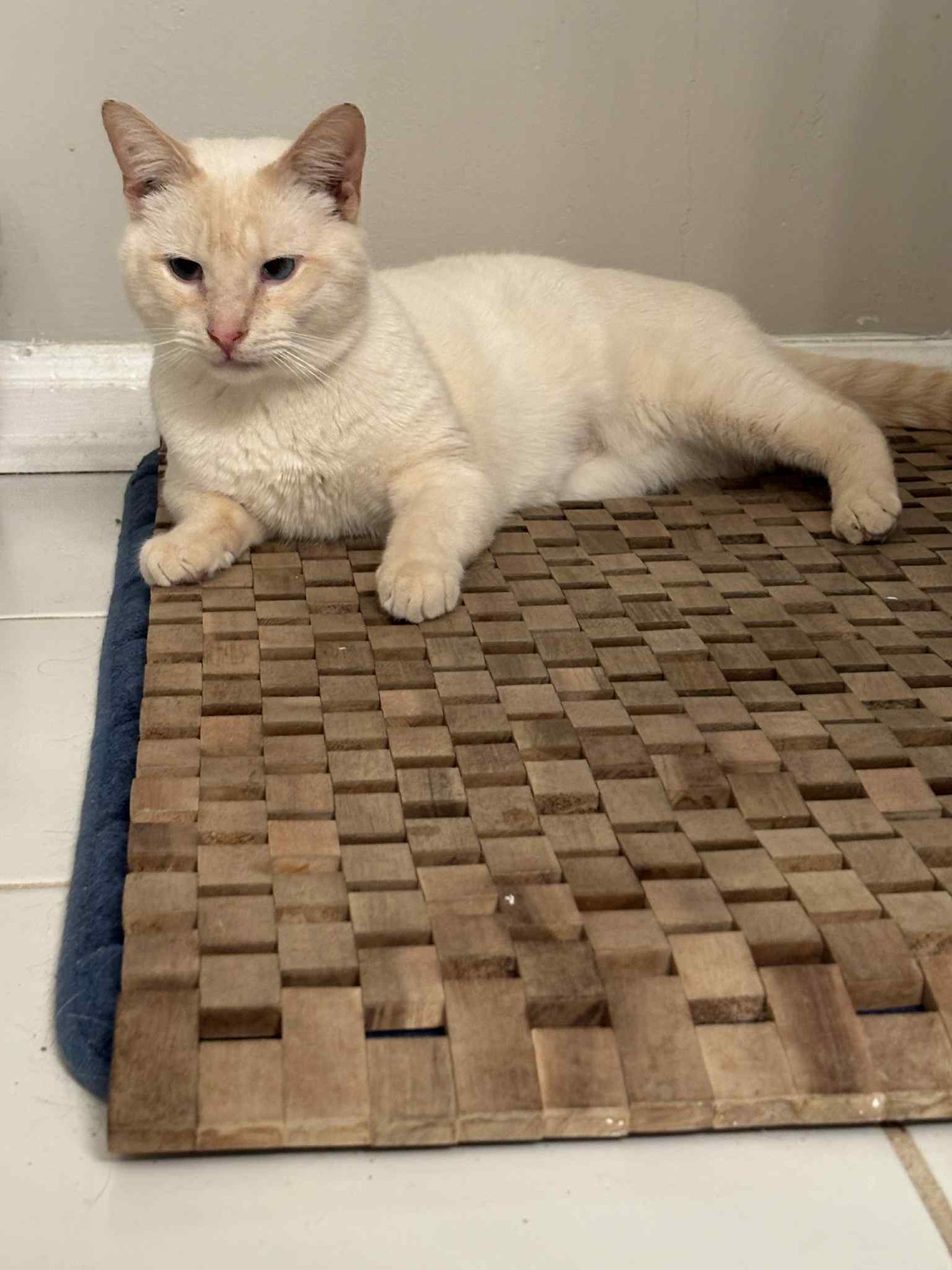 PHOENIX - Siamese available for adoption