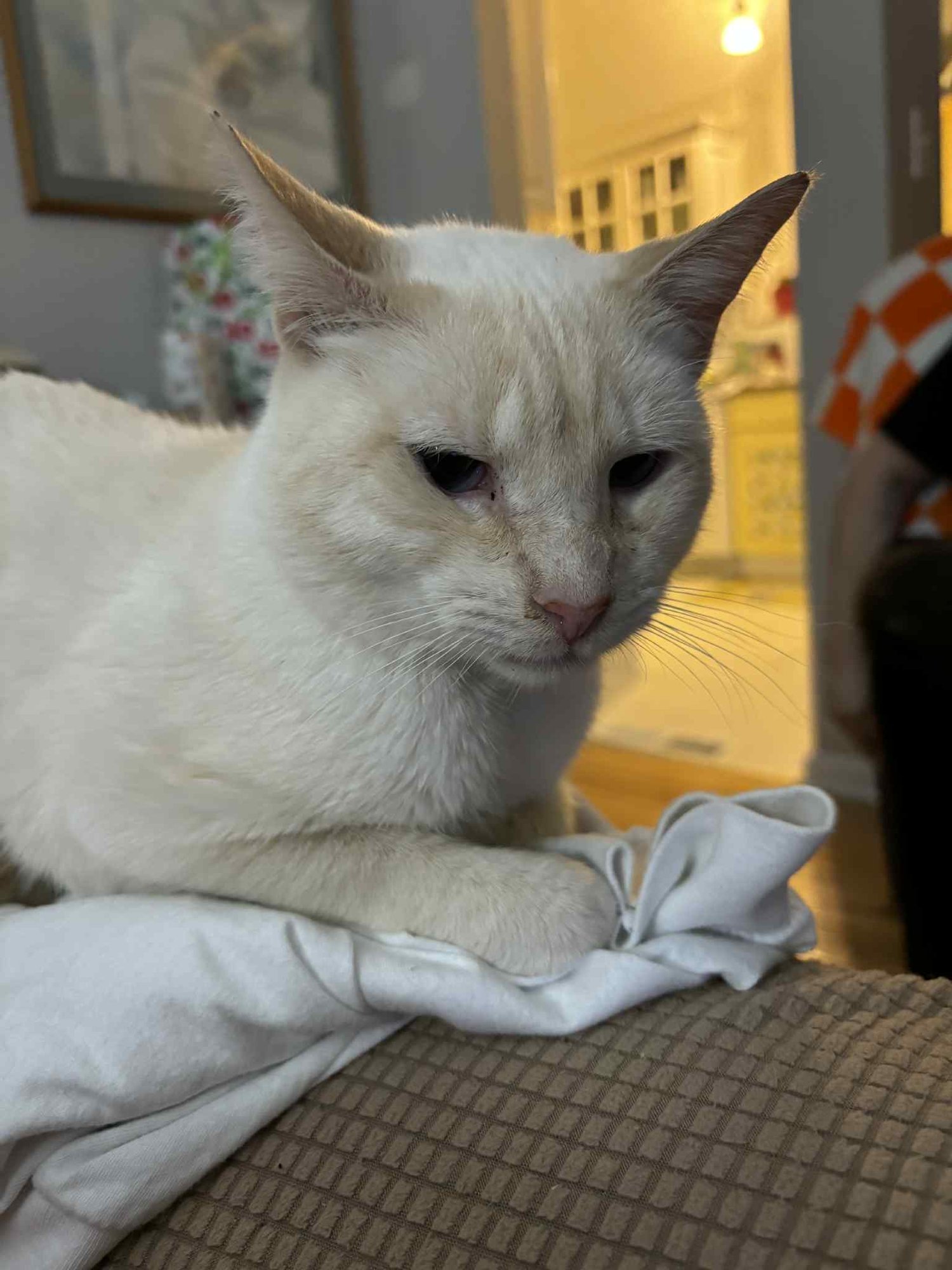 PHOENIX - Siamese available for adoption