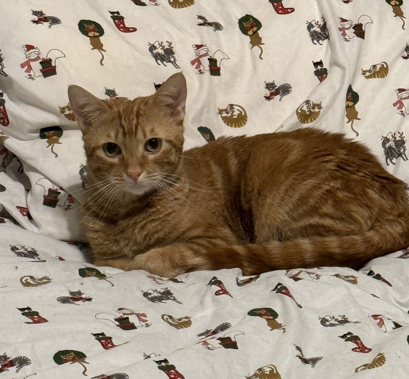 JAX - Domestic Short Hair available for adoption