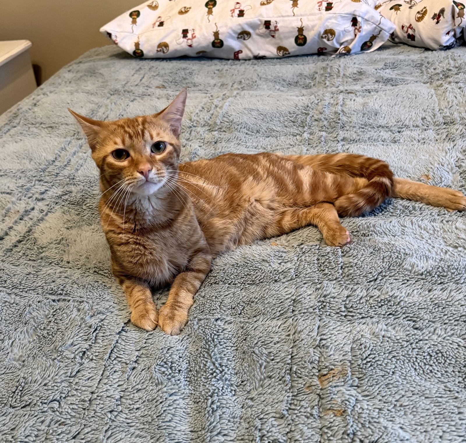 JAX - Domestic Short Hair available for adoption