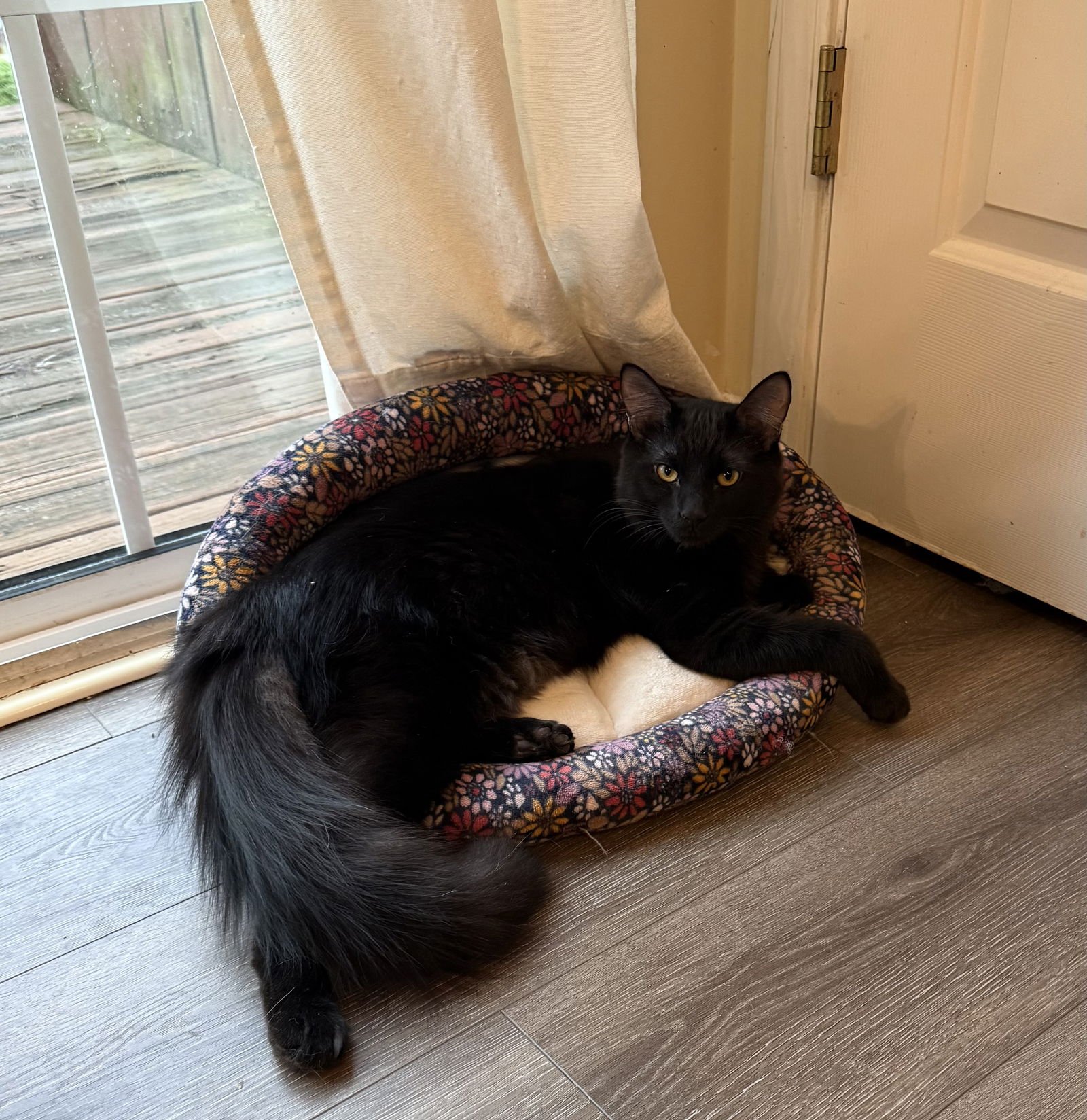 CHATTOOGA - Domestic Short Hair available for adoption