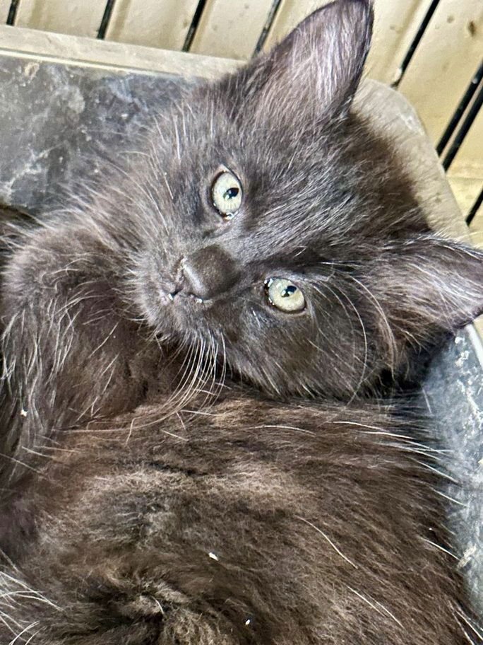 CHATTOOGA - Domestic Short Hair available for adoption