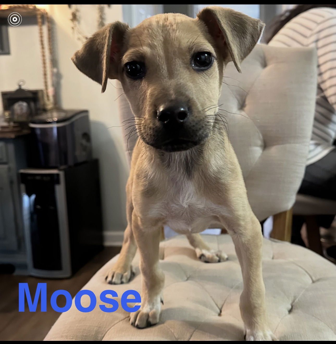 MOOSE - Labrador Retriever / Hound available for adoption