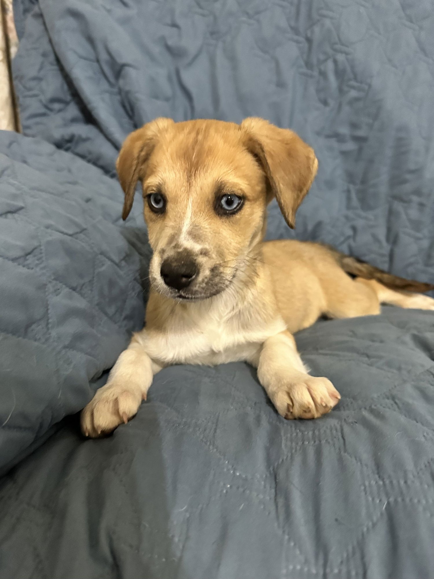 SKYE - Terrier available for adoption