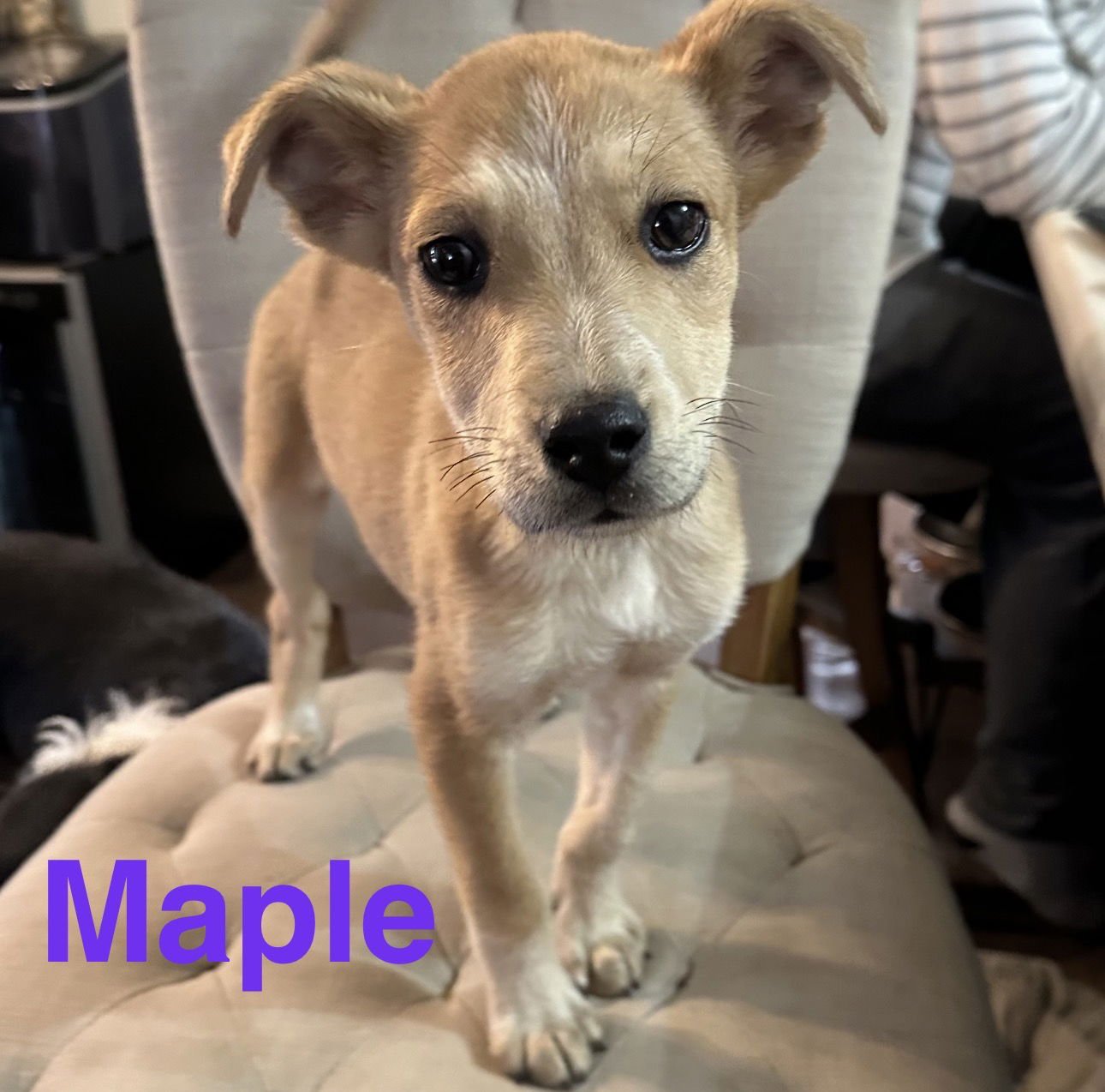 MAPLE - Labrador Retriever / Hound available for adoption