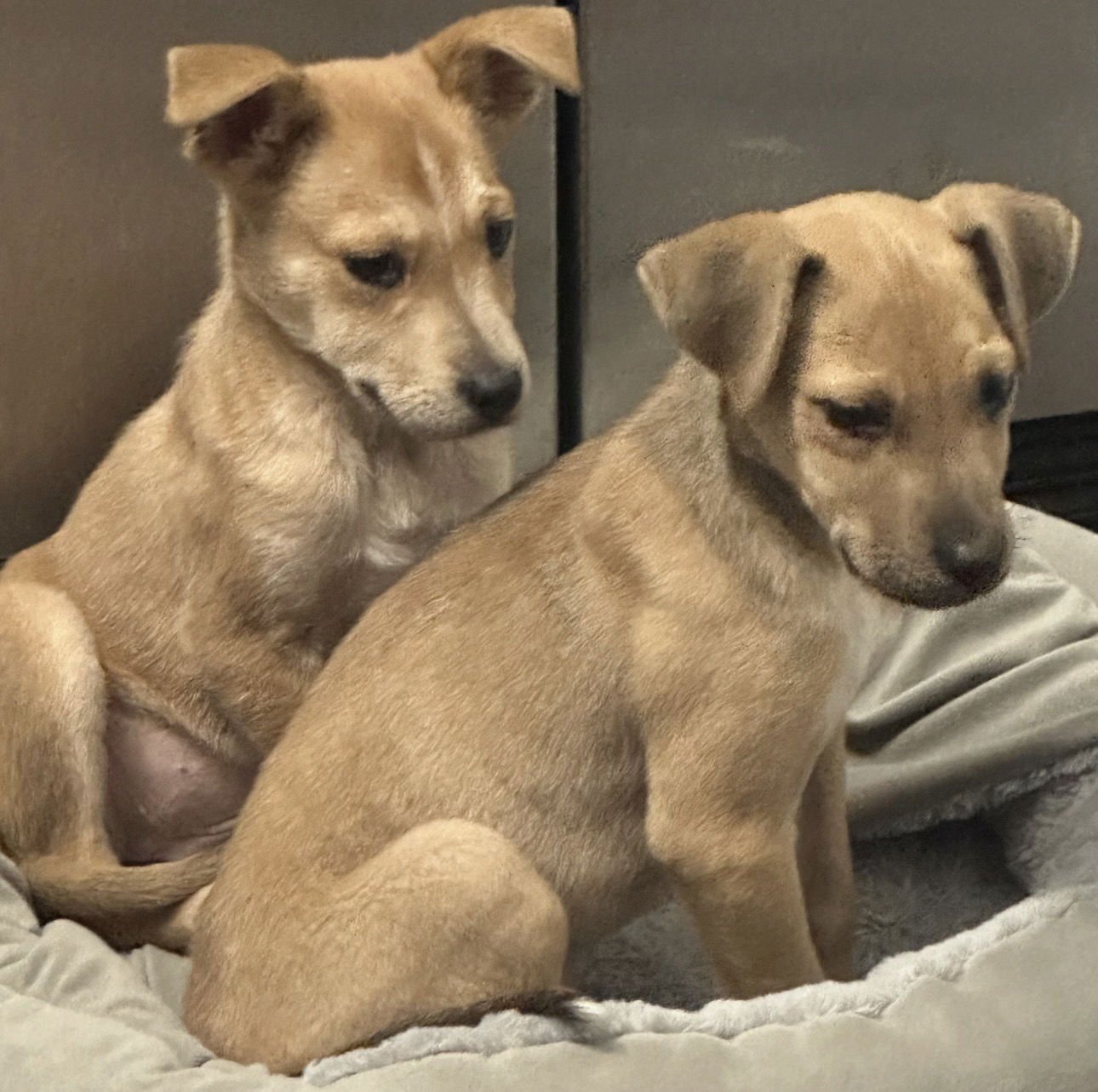 MAPLE - Labrador Retriever / Hound available for adoption
