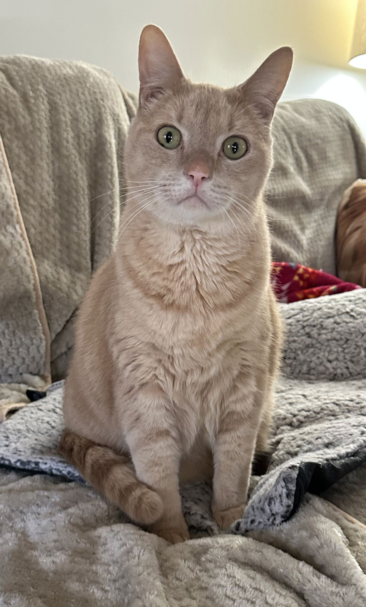 ZIGGY STARDUST - Domestic Short Hair available for adoption