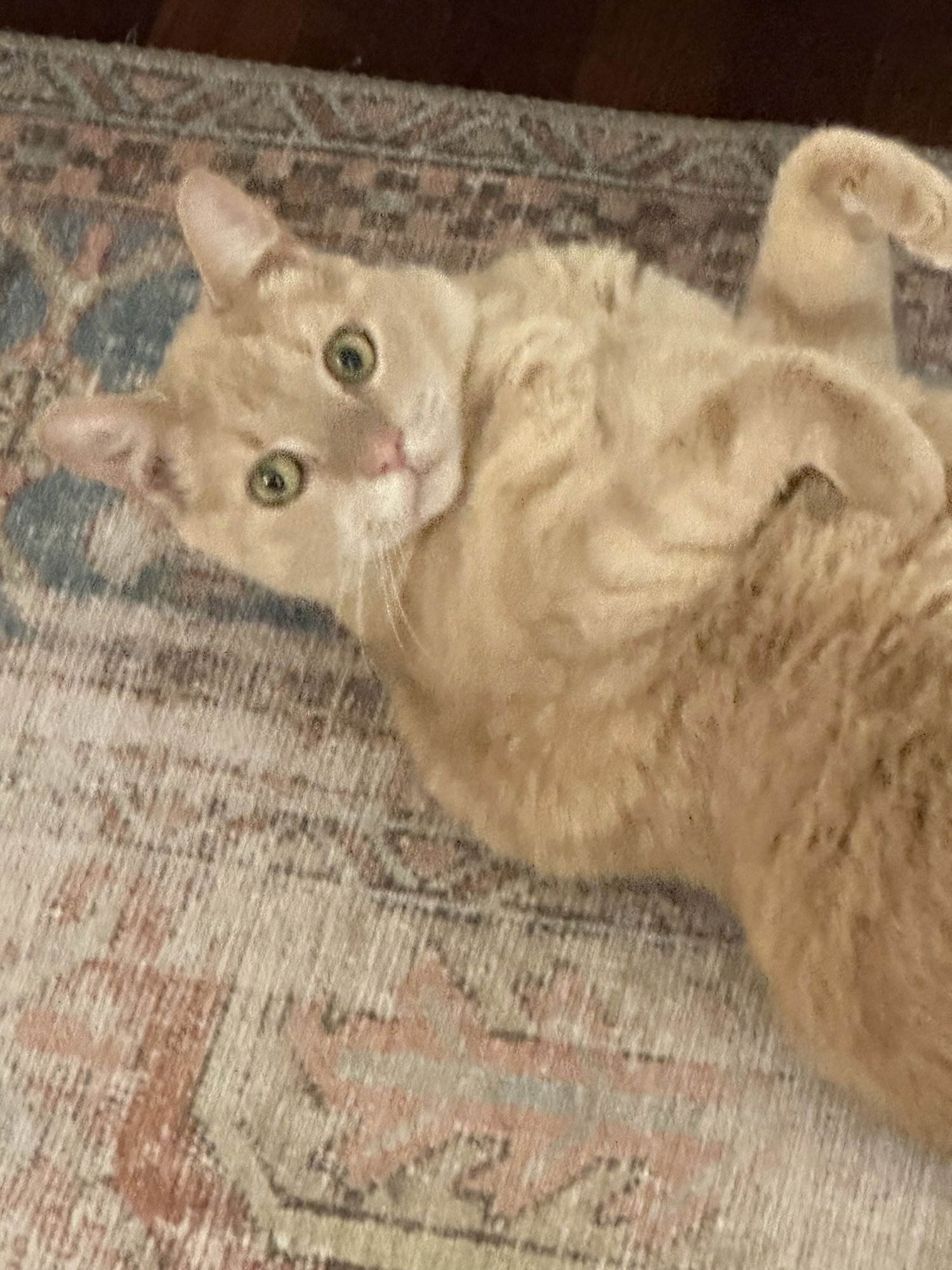 Ziggy Stardust - Photo 3