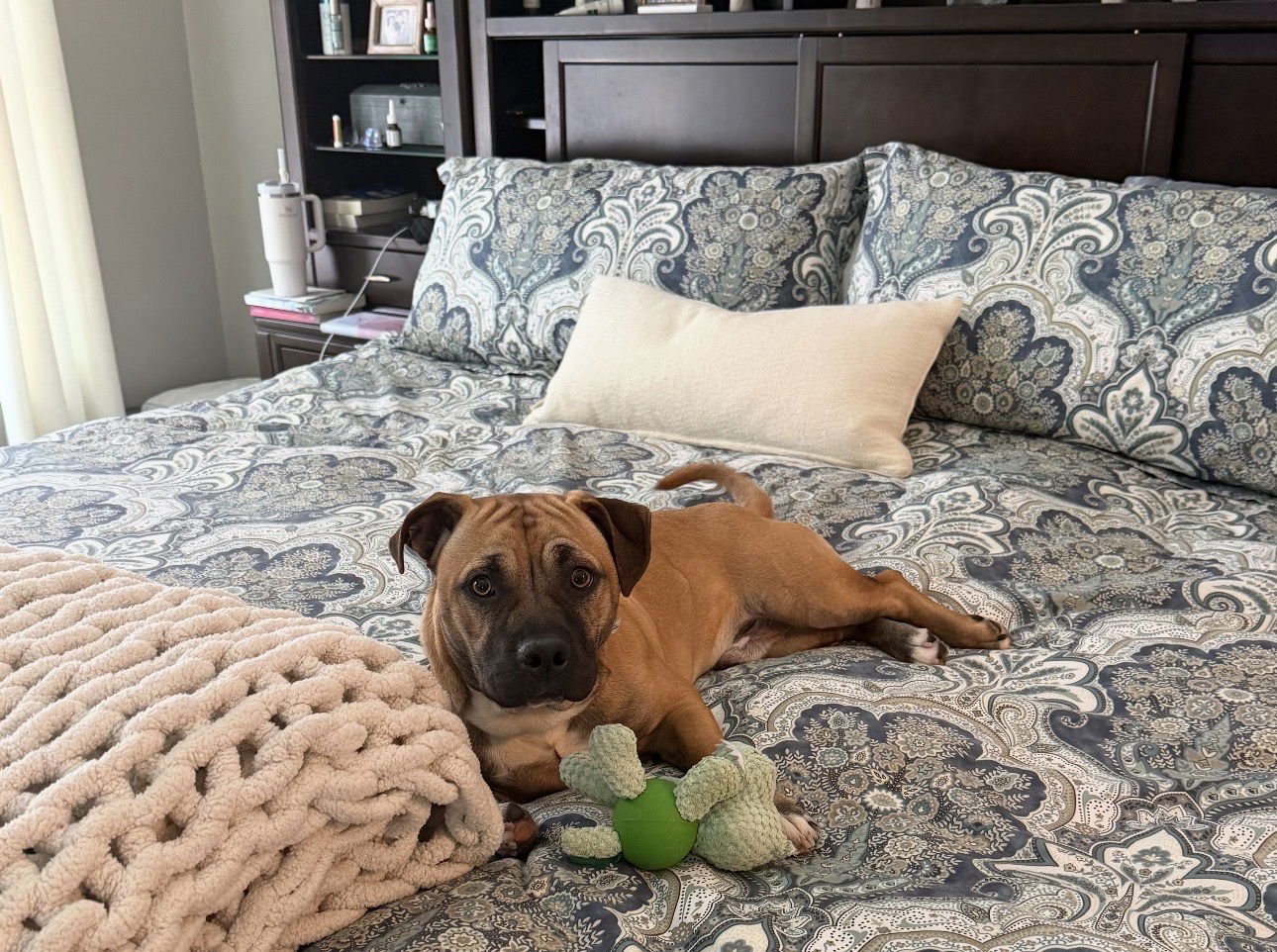 ROSS - Basset Hound / American Pit Bull Terrier available for adoption