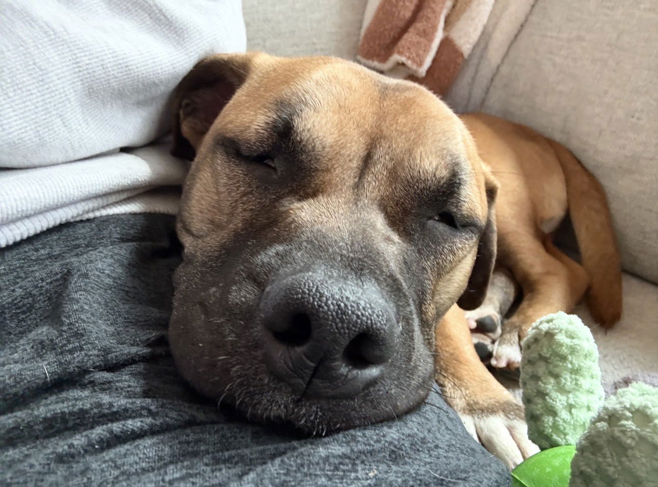 ROSS - Basset Hound / American Pit Bull Terrier available for adoption