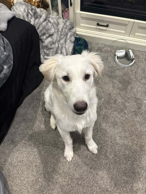ARIEL - Great Pyrenees / Akbash available for adoption