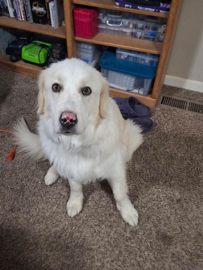 STRYKER - Great Pyrenees for adoption in Salt Lake City