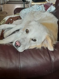 Stryker - Photo 3