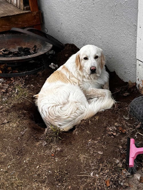 STRYKER - Great Pyrenees available for adoption