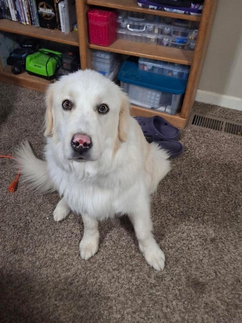 STRYKER - Great Pyrenees available for adoption