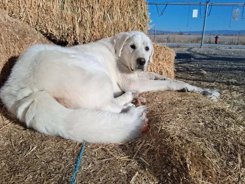 COCO - Great Pyrenees for adoption in Ogden