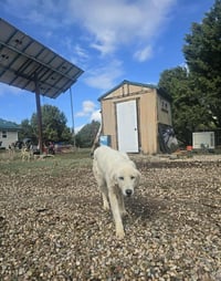 Coco - Photo 5