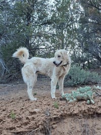 Coco - Photo 3