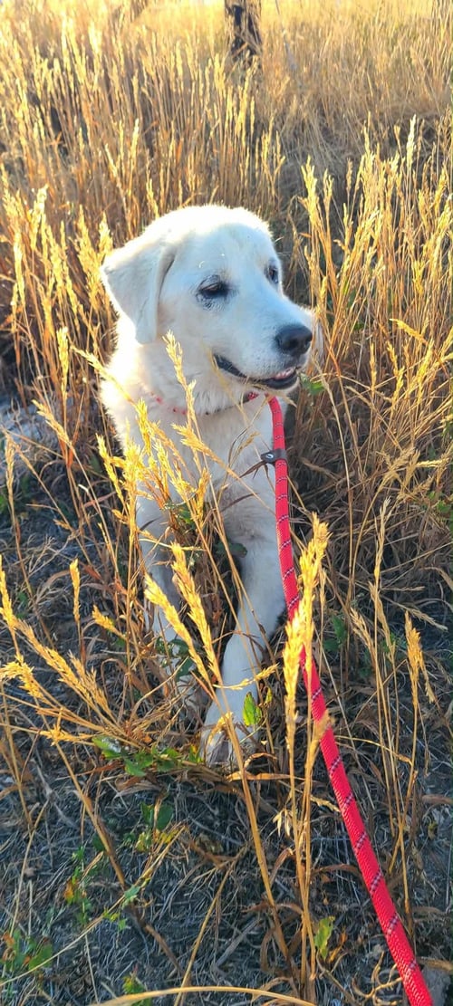 COCO - Great Pyrenees available for adoption