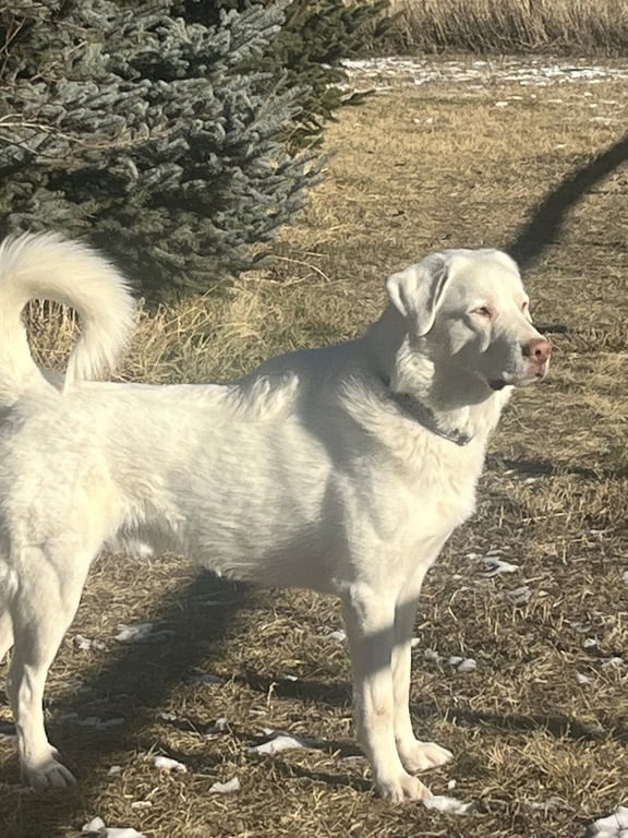 Albi Image