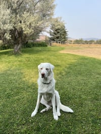 Albi - Photo 2