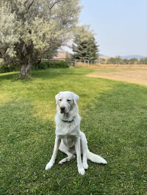 ALBI - Great Pyrenees / Akbash available for adoption