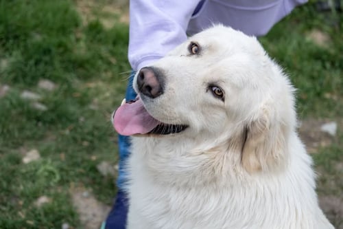 PHOENIX - Great Pyrenees available for adoption